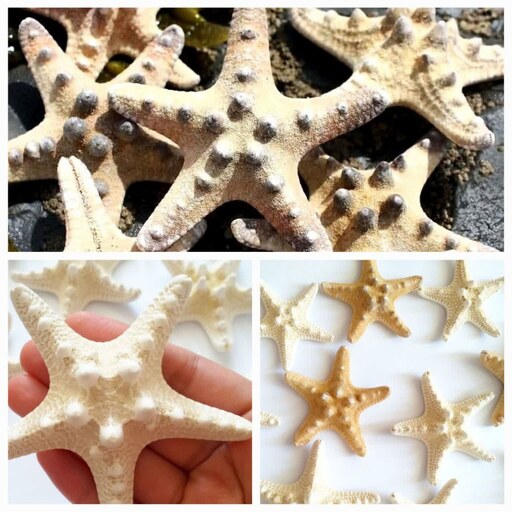 ستاره دریایی طبیعی تایلندی دکوراتیو