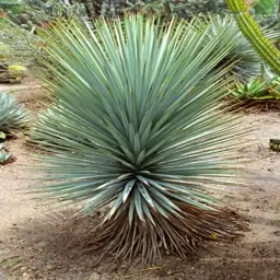 بذر کمیاب یوکا رجیدا آبی Blue Yucca ( بسته 100 عددی)