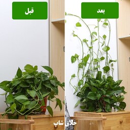 گیره پتوس 50 عددی 