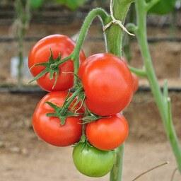 بذر گوجه فرنگی آرمان گلخانه ای داربستی هیبرید فوق پربار دانژه بسته 5 عددی