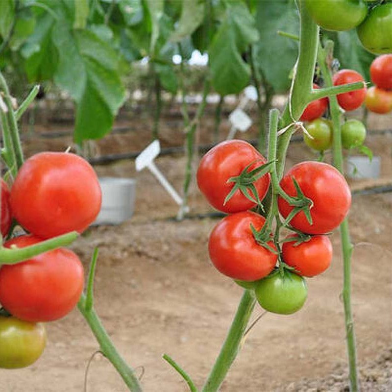 بذر گوجه فرنگی آرمان گلخانه ای داربستی هیبرید فوق پربار دانژه بسته 5 عددی