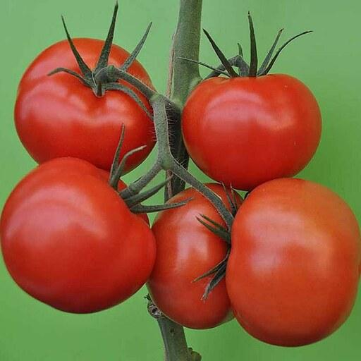 بذر گوجه فرنگی اهورا گلخانه ای داربستی هیبرید فوق پربار خوشه ای همرس بسته 5 عددی