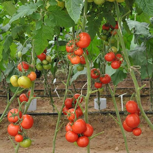 بذر گوجه فرنگی اهورا گلخانه ای داربستی هیبرید فوق پربار خوشه ای همرس بسته 5 عددی