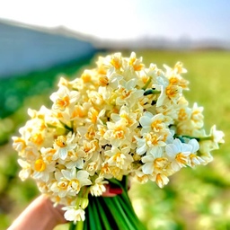  پیاز گل نرگس شیراز معطر(5 عددی)