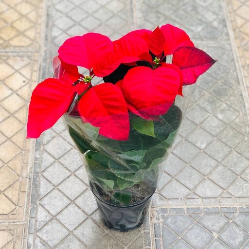 گل بنت قنسول یا بنت القنسول سطل 4 با برگ های قرمز و سبز گیاه آپارتمانی هزینه ارسال بصورت پس کرایه با مشتری 