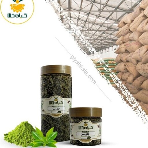  گیاه چای سبز با کیفیت عالی، بار امسالی و تازه(250 گرمی)