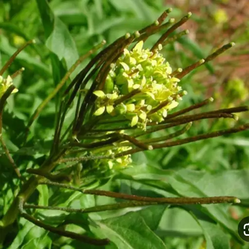 بذر خاکشیر برای کاشت در بسته بندی(10 گرمی)قیمت مناسب و کیفیت عالی 