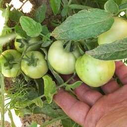 بذر گوجه فرنگی محلی میکس  ترش(50عددی)