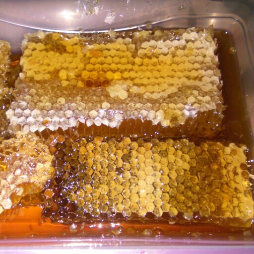 عسل 600 گرمی گون همراه با موم شهنای برداشتی ارتفاعات سهند استان آذربایجان شرقی