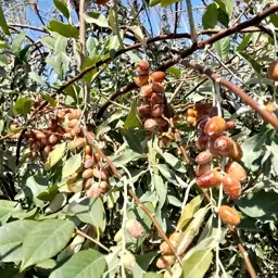 پودر سنجد شیرین و ناب شاهرود(روستای قلعه نو خرقان)