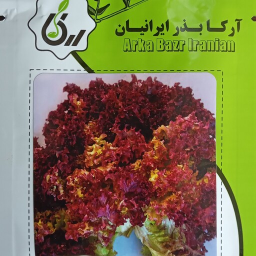 بذر کاهو پیچ قرمز آرکا بذر ایرانیان 