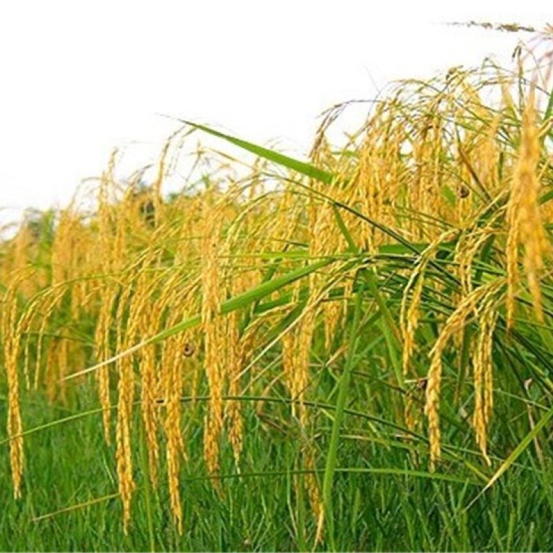 برنج طارم هاشمی طرح آذوقه سالیانه درجه یک والک شده بسته 100 کیلویی  ارسال رایگان