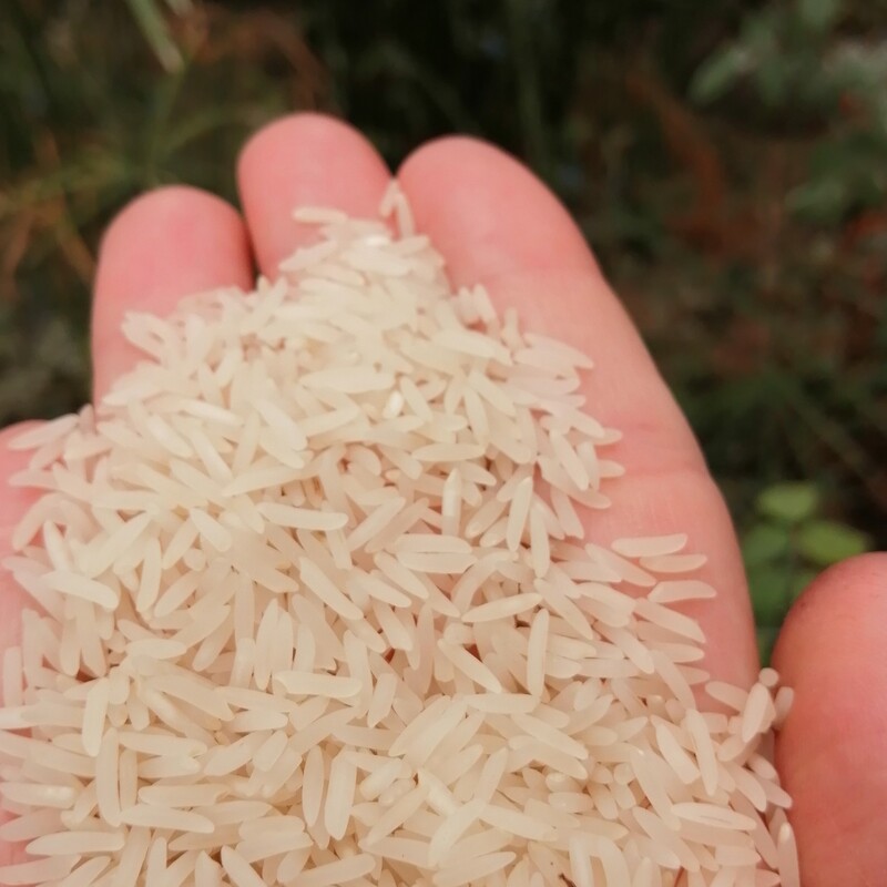 برنج فجر سوزنی گرگان سورت شده یکدست  بدون شکستگی