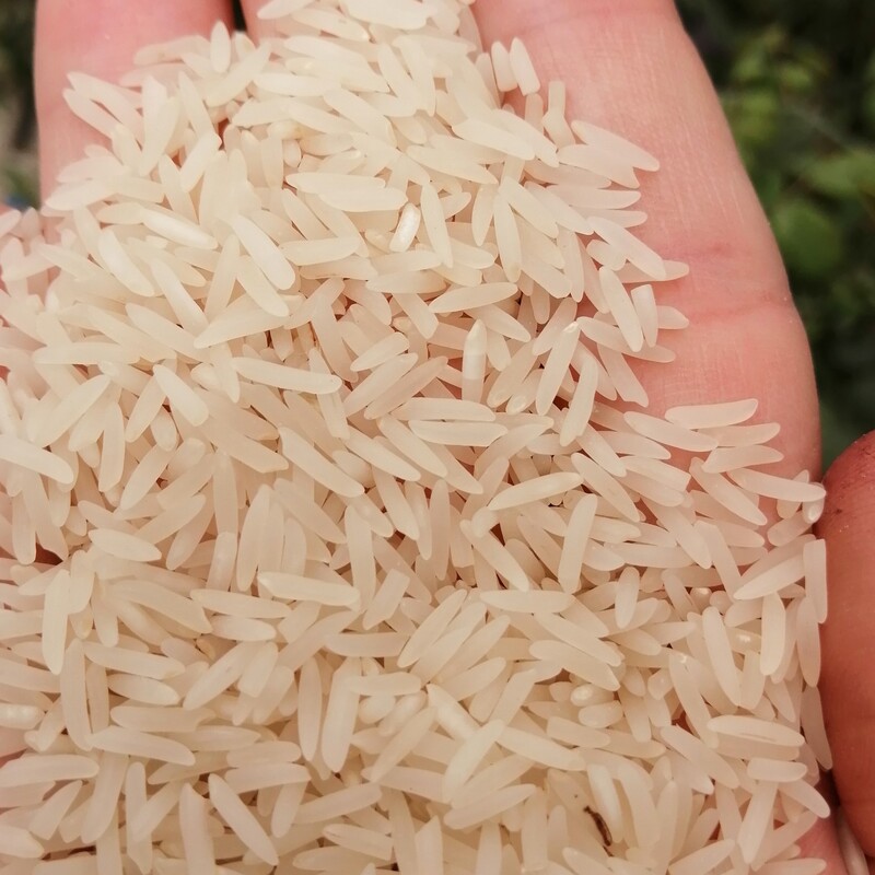 برنج فجر سوزنی گرگان سورت شده یکدست  بدون شکستگی
