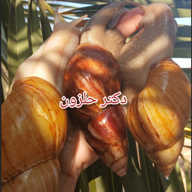 روزمرگی حلزونا