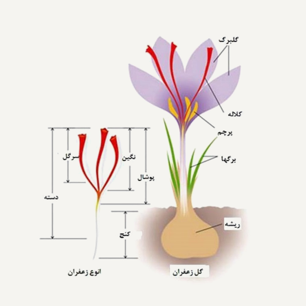 زعفران 5 گرمی طرح سبز نگین زردخت