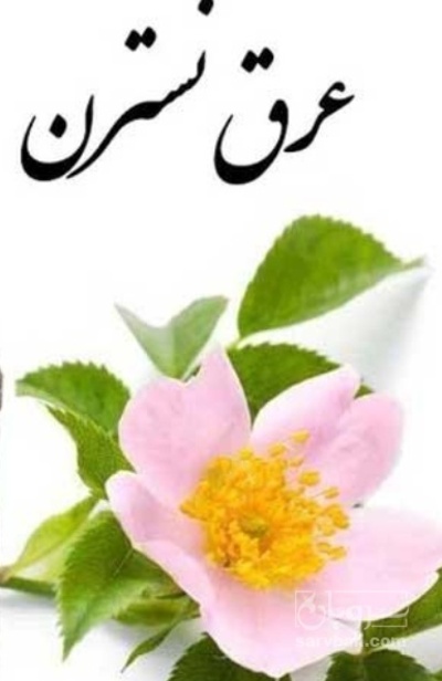 عرق نسترن شفیع