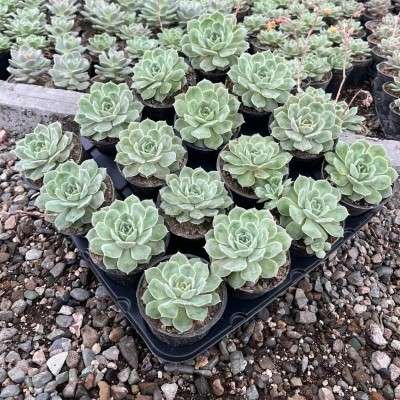 خرید پک گل اچوریا تهران