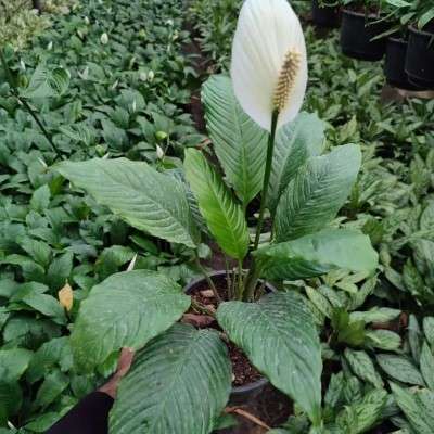 خرید اسپاتی فیلیوم گلدار تهران