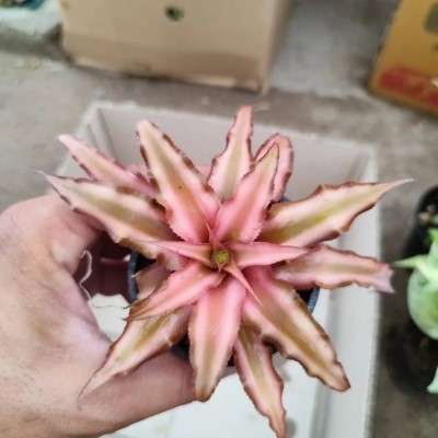 خرید گل کریپتانتوس شکلاتی تهران