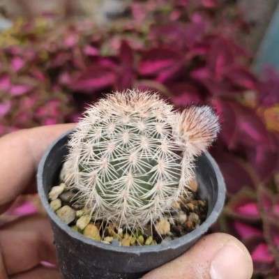 خرید پک اچینو سرئوس (رو گل) تهران