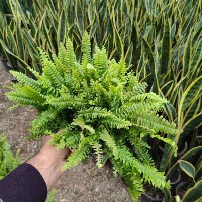 خرید سرخس خیابان دولت تهران