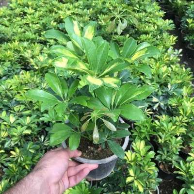 خرید پک شفلرا ابلق تهران