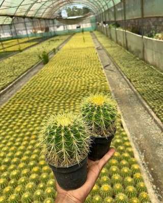 خرید پک گل اچینو تهران