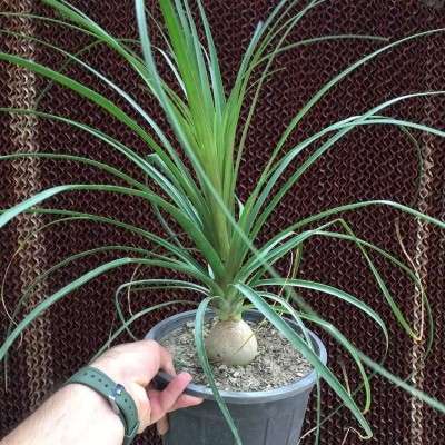 خرید گل لیندا تهران