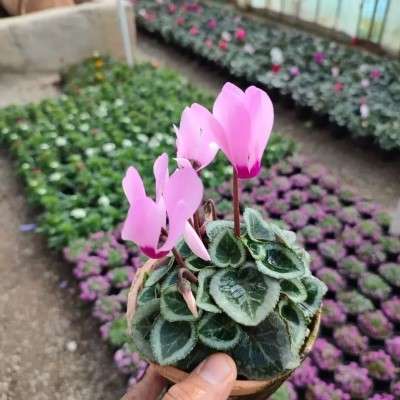 خرید پک سیکلامن تهران