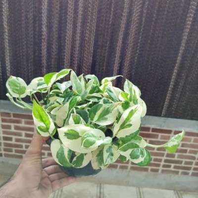 خرید پتوس ارتشی تهران