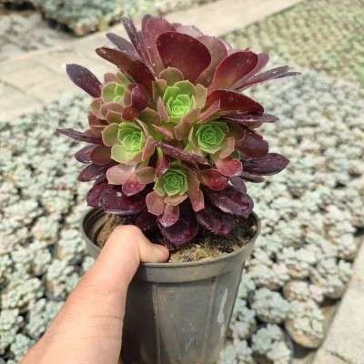 خرید پک ائونیوم قهوه ای تهران