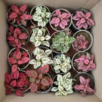 خرید پک گل سنگ تهران