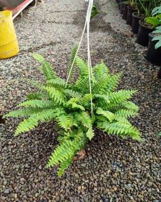 خرید گیاه سرخس آویز تهران