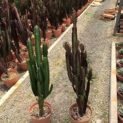 خرید افوربیا تریگونا سبز و قرمز تهران