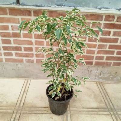 خرید بنجامین ابلق تجریش تهران