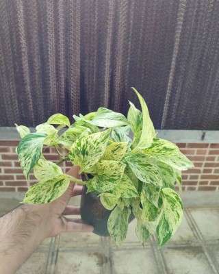 خرید پتوس مرمری تهران