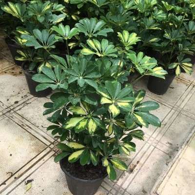 خرید شفلرا  ابلق محله شهادت تهران