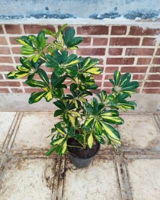 خرید شفلرا ابلق تهران