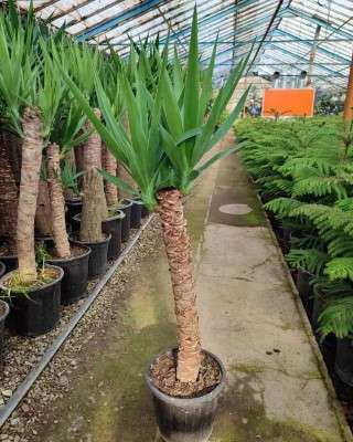 خرید یوکا تنه دار تهران