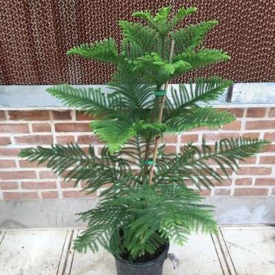 خرید کاج مطبق تهران