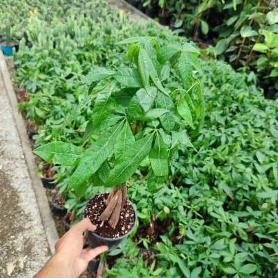 خرید گل پاچیرا تهران