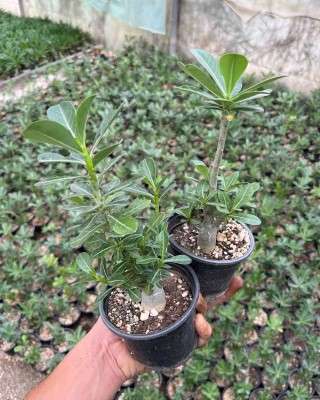 خرید پک گل آدونیوم تهران