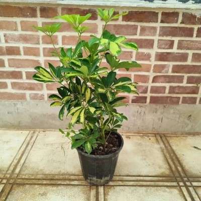 خرید شفلرا ابلق نارمک تهران