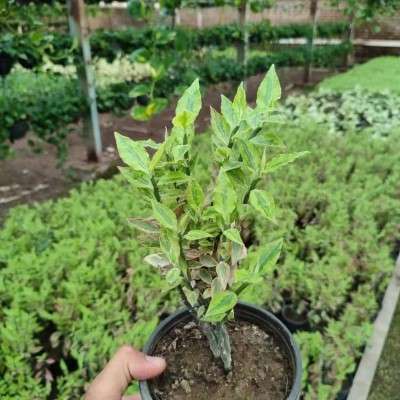 خرید پک پدیلانتوس تهران