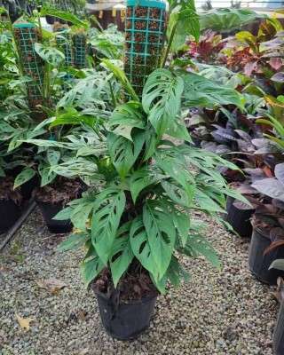 خرید پتوس حصیری تهران