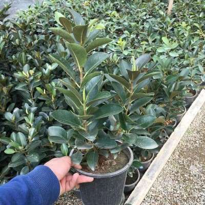 خرید فیکوس جنگلی آهنگ تهران