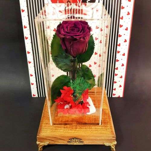 گل رز جاودان موزیکال a1082