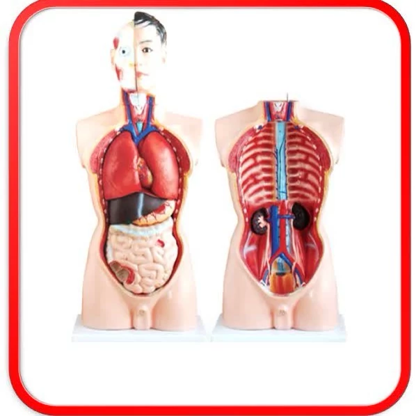 مدل مولاژ بدن باجزئیات دقیق