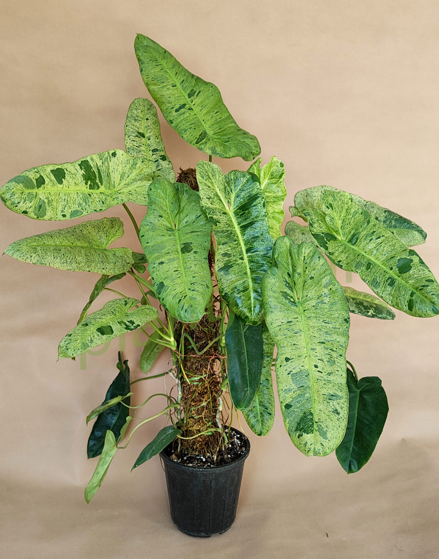 فیلودندرون پاریزو ورد پس کرایه